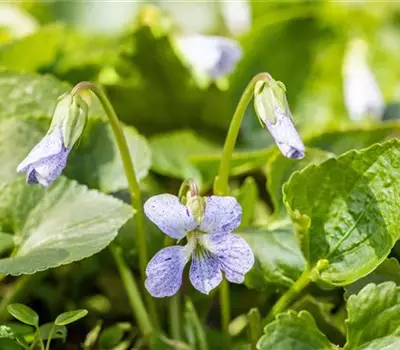 Viola sororia 'Freckles'