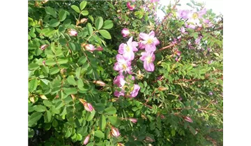 Syn. 'Rosa Villosa', 'Apfelrose'