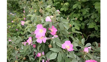 Syn. 'Rosa Villosa', 'Apfelrose'
