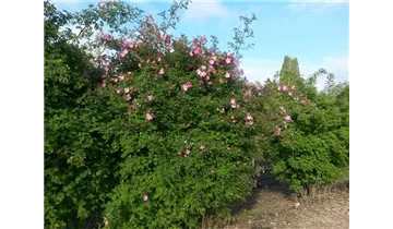 Syn. 'Rosa Villosa', 'Apfelrose'