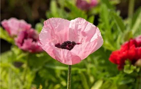 Papaver orientale 'Victoria Luise'