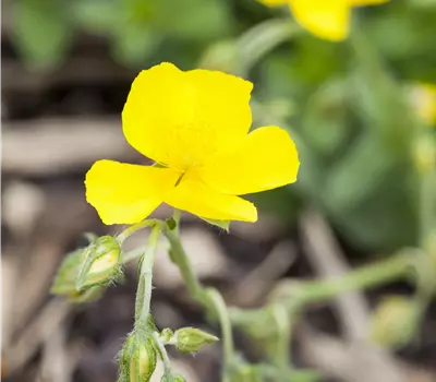 Helianthemum 'Sterntaler'