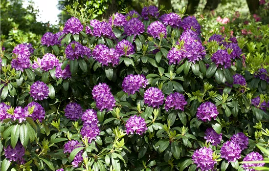 Rhododendron (Cataw.) 'Catawbiense Grandiflorum'