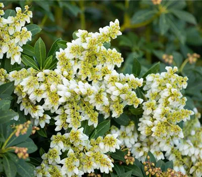 Pieris japonica