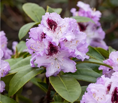 Rhododendron (Ponticum) 'Blue Peter'