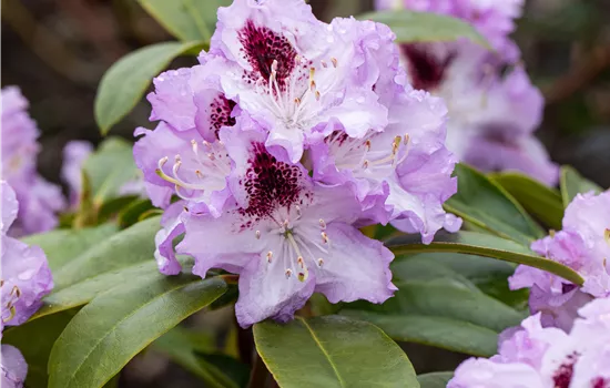 Rhododendron (Ponticum) 'Blue Peter'