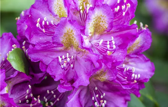 Rhododendron (Ponticum) 'Marcel Menard'