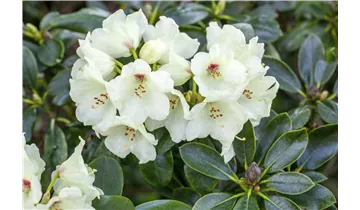Rhododendron