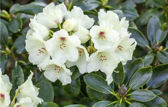 Rhododendron (Yakushim.) 'Flava'