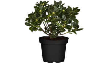 Rhododendron
