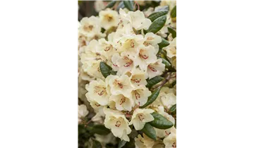 Rhododendron
