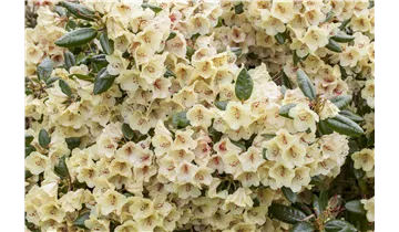 Rhododendron