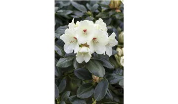 Rhododendron