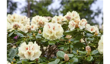 Rhododendron