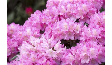 Rhododendron