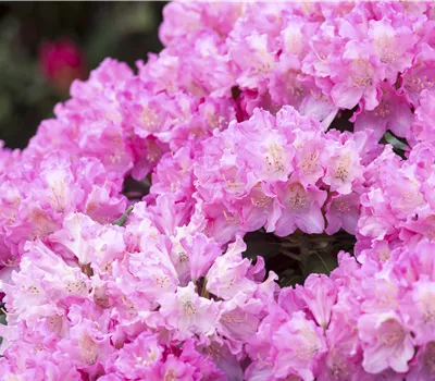 Rhododendron (Yakushim.) 'Kalinka'