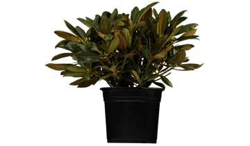 Rhododendron