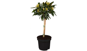 Rhododendron