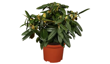 Rhododendron