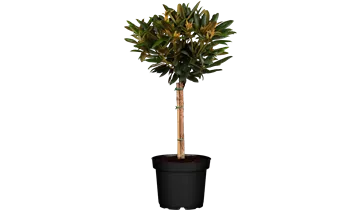 Rhododendron