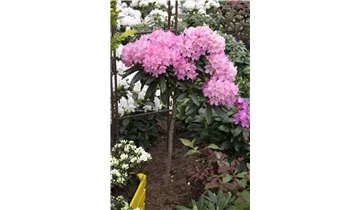 Rhododendron