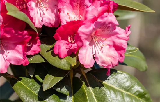 Rhododendron (Yakushim.) 'Morgenrot'