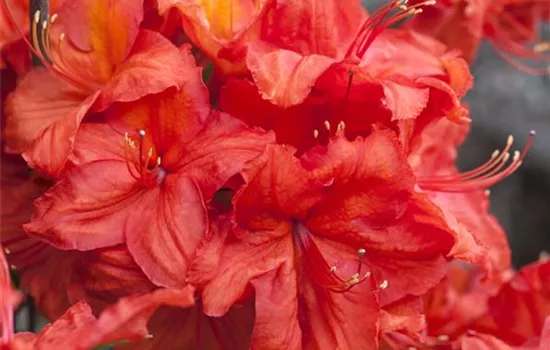 Rhododendron (Knaph. Azalee) 'Feuerwerk'