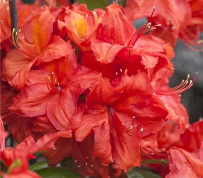 Rhododendron (Knaph. Azalee) 'Feuerwerk'