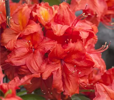 Rhododendron (Knaph. Azalee) 'Feuerwerk'
