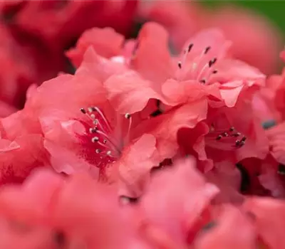Rhododendron jap. Hortinno® Evergreen 'Orange'