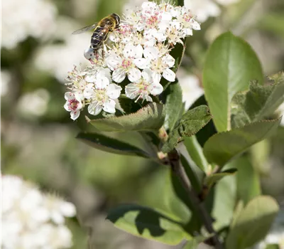 Aronia prunifolia (x) 'Nero'