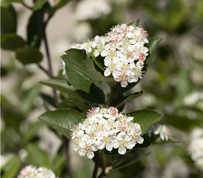 Aronia prunifolia (x) 'Hugin'