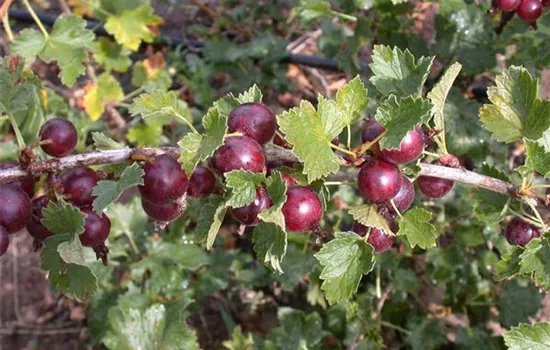 Ribes (Jostabeere) 'Josta'