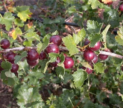 Ribes (Jostabeere) 'Josta'