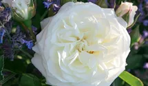 Rosa (Teehybride) 'Alabaster®'
