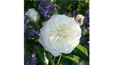 Rosa (Teehybride) 'Alabaster®'