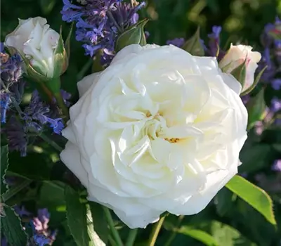 Rosa (Teehybride) 'Alabaster®'