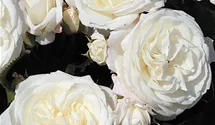 Rosa (Teehybride) 'Alabaster®'