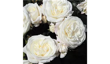 Rosa (Teehybride) 'Alabaster®'