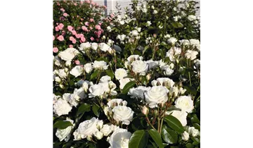 Rosa (Teehybride) 'Alabaster®'