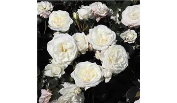 Rosa (Teehybride) 'Alabaster®'
