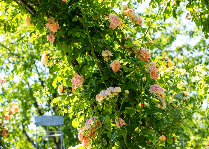 Rankhilfen & Rosenbögen