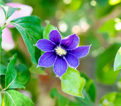 Clematis (Diversifolia-Gruppe) 'Arabella'