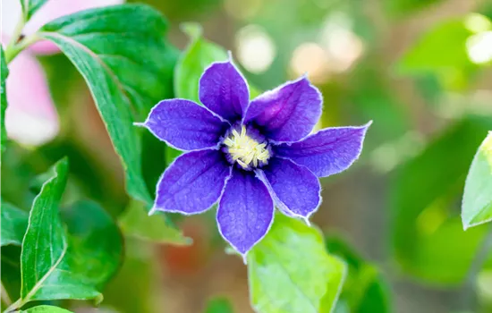 Clematis (Diversifolia-Gruppe) 'Arabella'