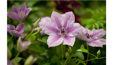 Waldrebe, Clematis