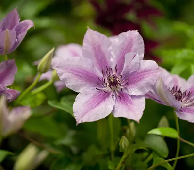 Clematis (Patens) 'Nelly Moser'
