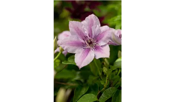 Waldrebe, Clematis