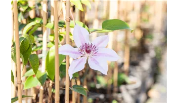 Waldrebe, Clematis