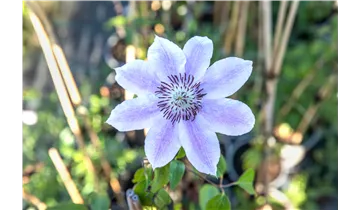 Waldrebe, Clematis