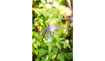 Alpenrebe, Clematis